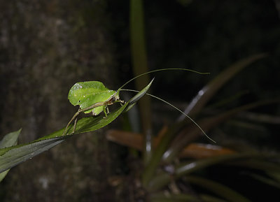 Leaf mimic katydid