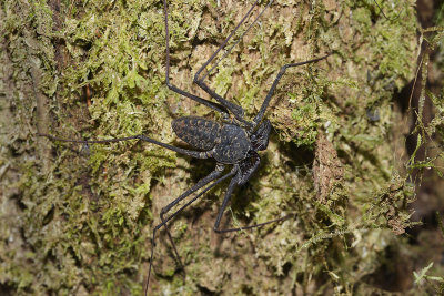 Tailless whip scorpion