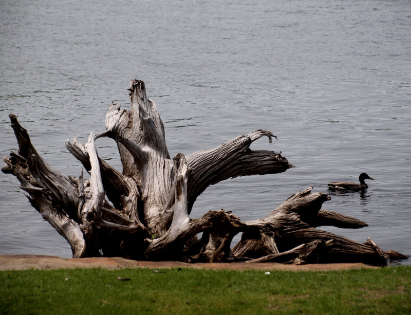 Some Neat Looking Driftwood I Passed By....