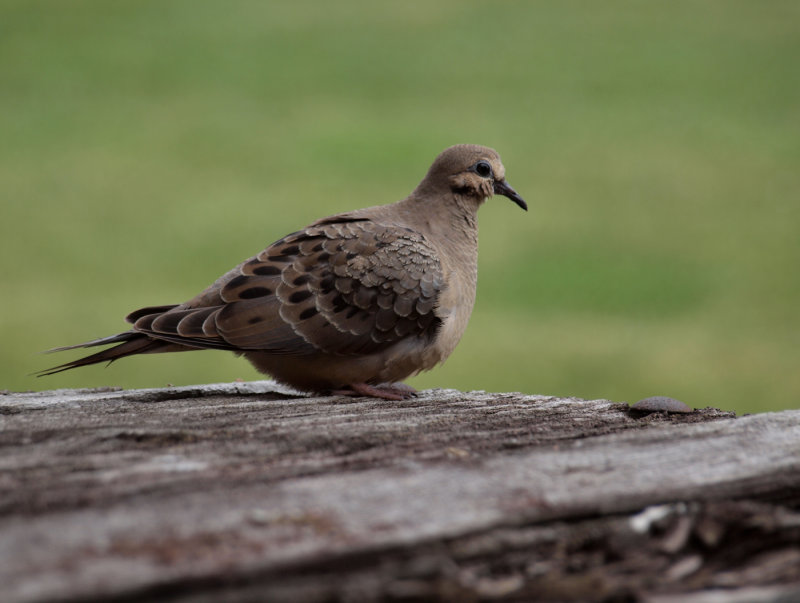 This Little Dove Must Have Been Living In One Of The Cars...