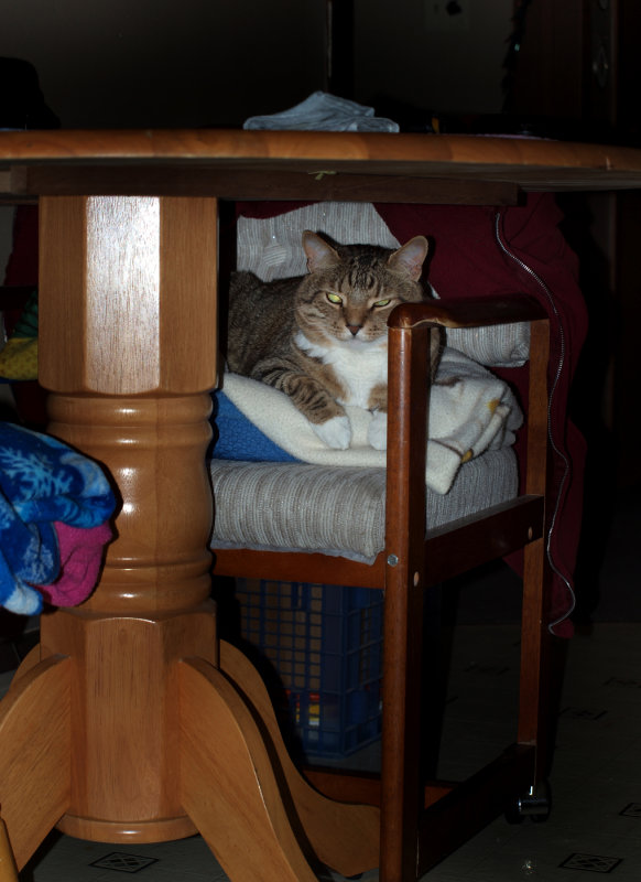 The Kitty's Winter Quarters....