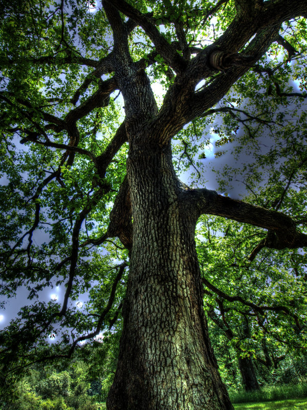 Tree Near Wautoma, WI. In HDR