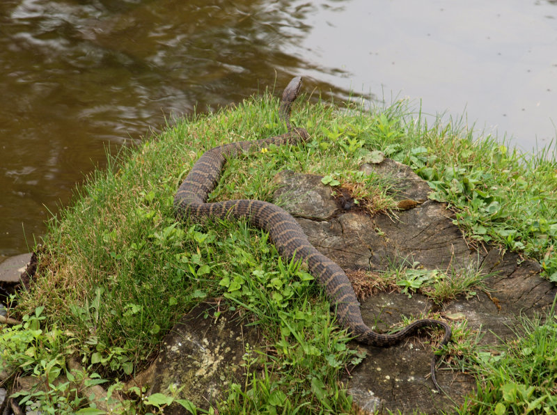 This Guy Wasn't In A Rush To Get Away...He Posed For Quite A While After Scaring Eve Half To Death...