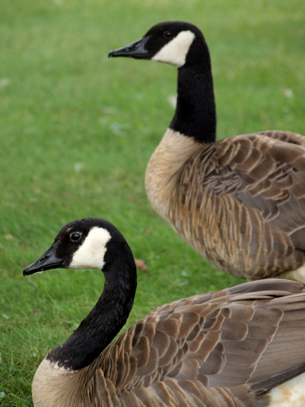 A Couple Goosers...The Park Is Full Of Them...And Their Poop..!!