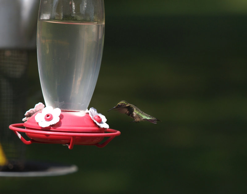 Several Humming Birds Entertained Us At Breakfast...