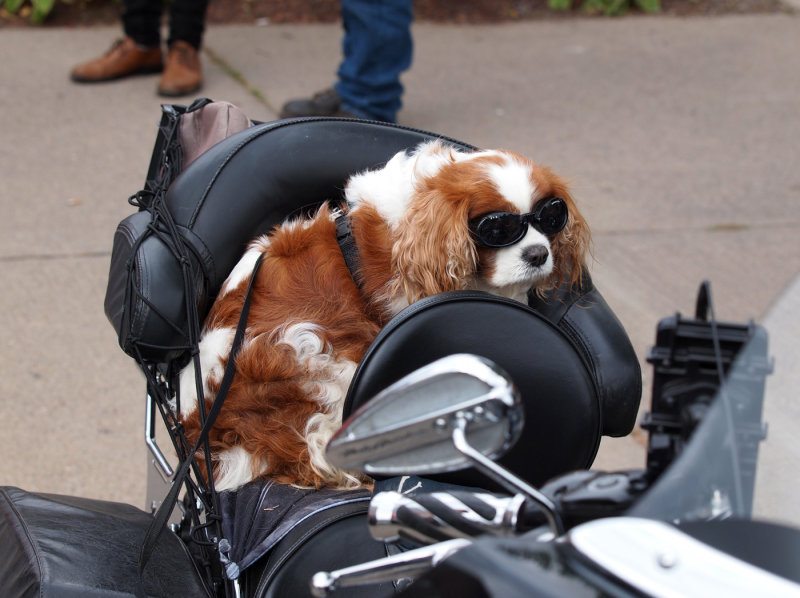 Another Biker Dog...Sunglasses On Dogs Seemed Popular This Year