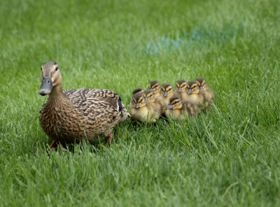 They Strolled Right Through The Middle Of The Show.