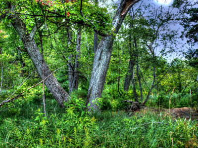Trees