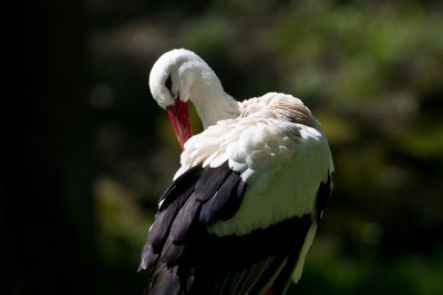 ZooSchmiding 