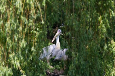 ZooSchmiding 