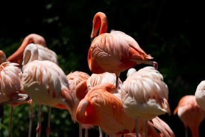 ZooSchmiding 