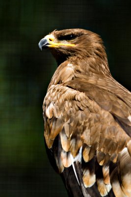 ZooSchmiding