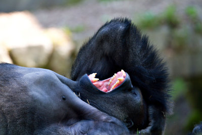 ZooSchmiding 