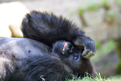 ZooSchmiding 
