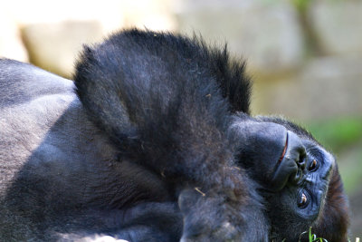ZooSchmiding 