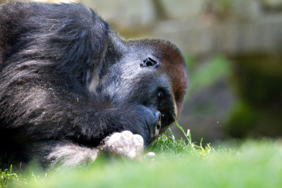 ZooSchmiding 