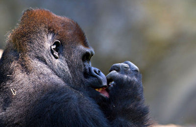 ZooSchmiding 