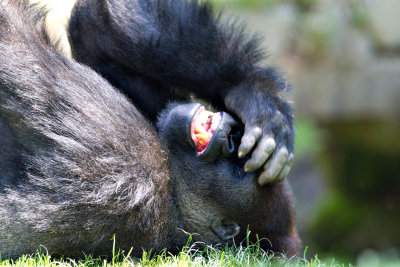 ZooSchmiding 