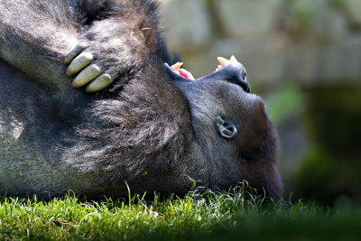 ZooSchmiding 