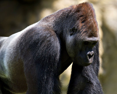 ZooSchmiding 