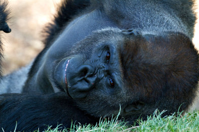 ZooSchmiding 