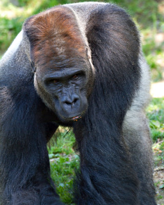 ZooSchmiding 
