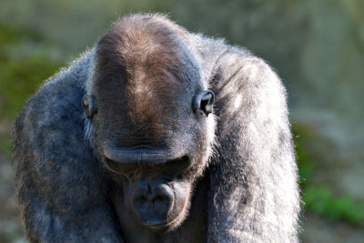 ZooSchmiding 