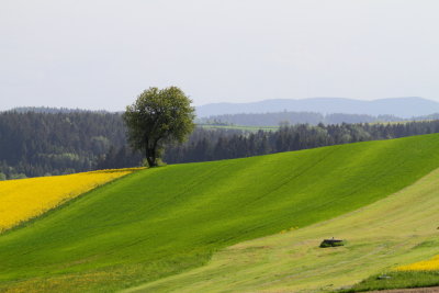 Waldviertel