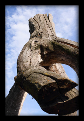 pruned tree