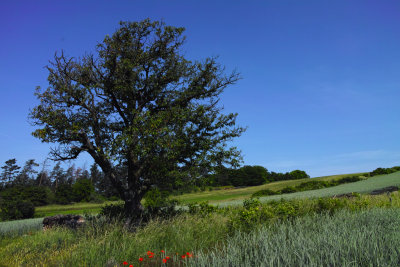 Weinviertel