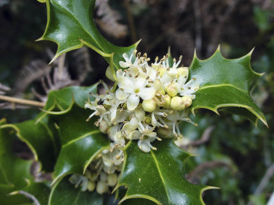 Vert et blanc_04460r.jpg