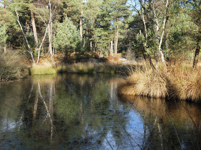 Automne froid  la mare aux pigeons_0170r.jpg