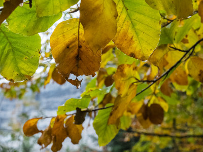 Jour d'automne pluvieux-2122l.jpg