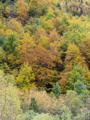 Automne en valle d'Ordesa-2227l.jpg