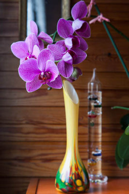 Orchide multiple-7419.jpg