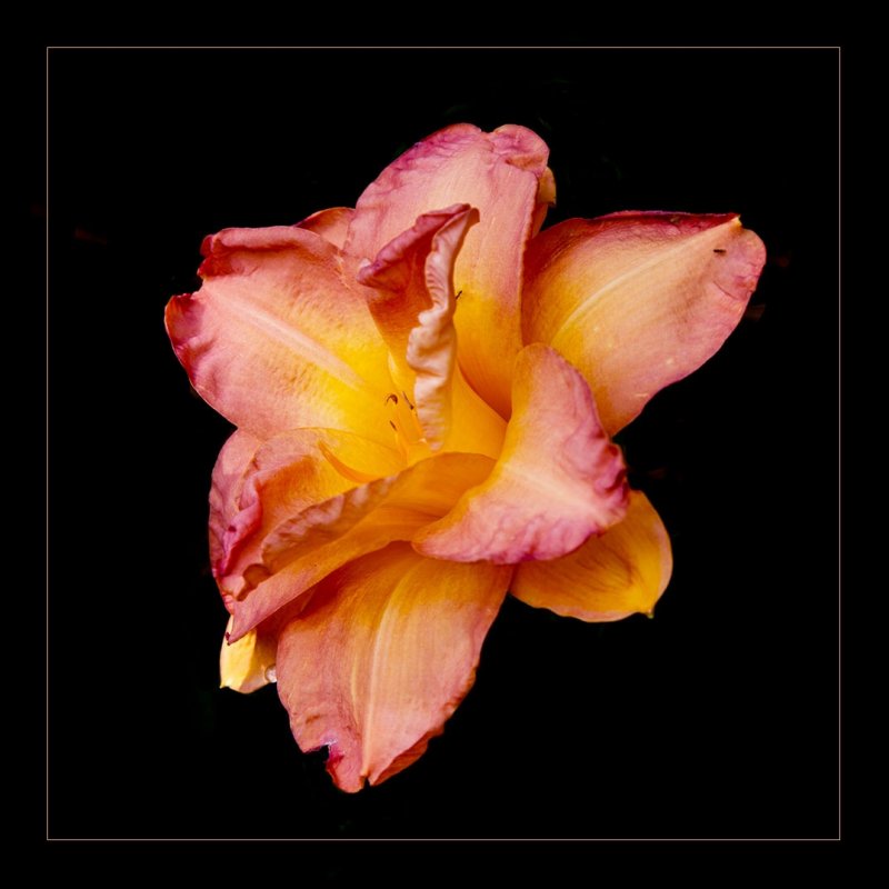 DBL Daylily Small