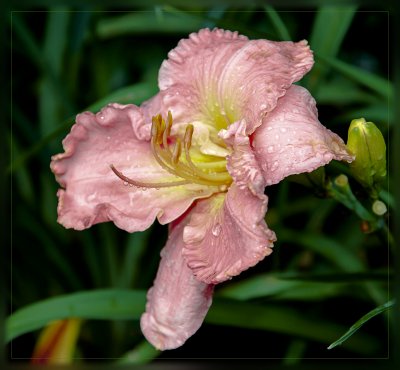Peach Daylily after the rain