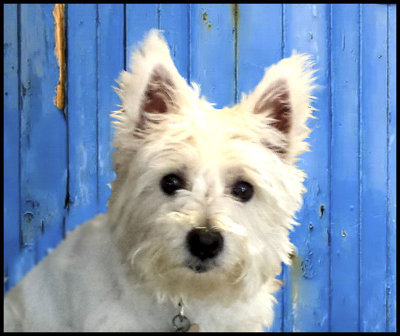 This is Snow, a little friend.  I took this with my phone, a Samsung Galaxy S4.  She is a West Highland White Terrier