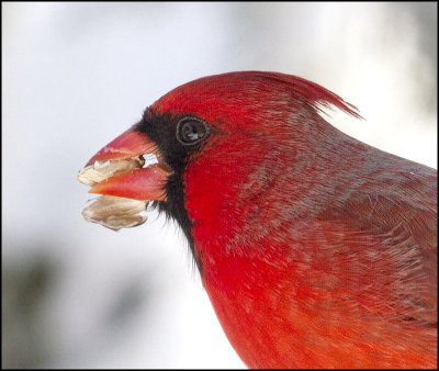 Male Cardinal March 2015