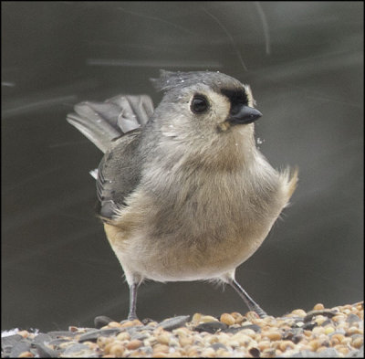 Tufted Titmouse in the blowing snow