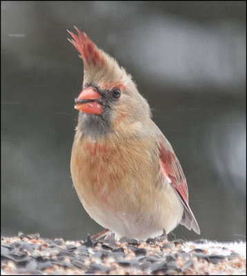 Cardinal Female in the blowing snow
