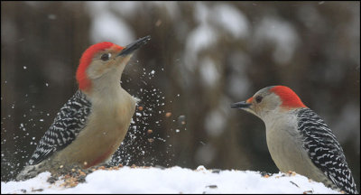 Woodpecker Pair 