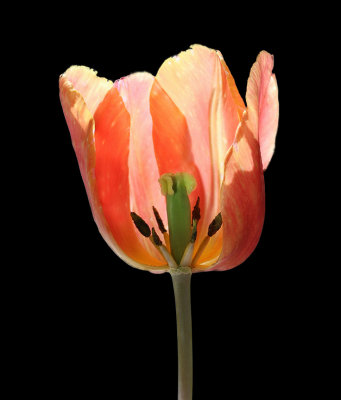 Tulip From our garden April 2015