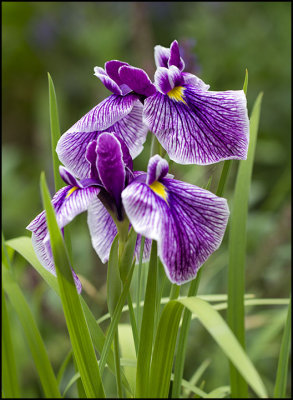 Siberian Iris' from our gardens