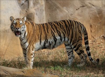 Tiger at Riverbanks Zoo, S.C. 
