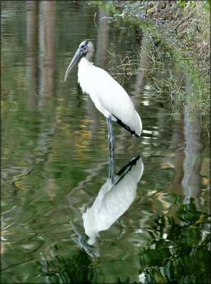 American Wood Stork 