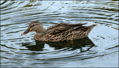 Florida Mallard, also know as Mottled Duck