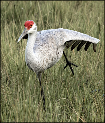 Sand Hill Crane 