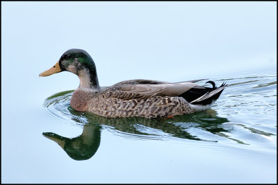 Duck, Mallard