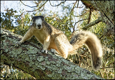 Eastern Fox Squirrel 